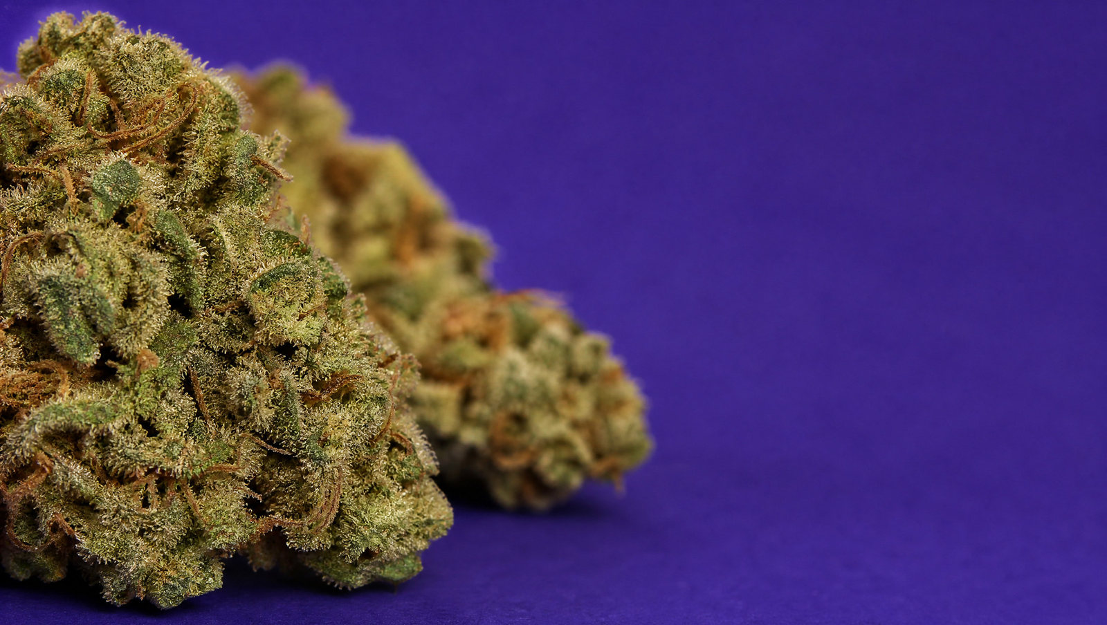Macro — G13 Haze