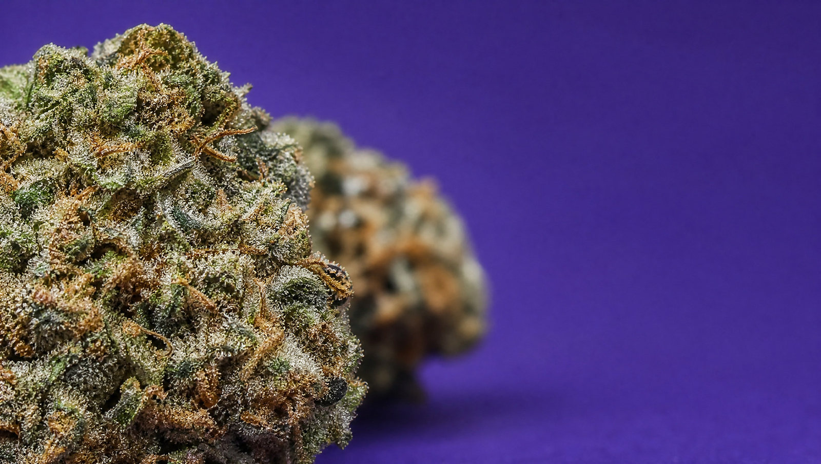 Macro — Gorilla Mandarina